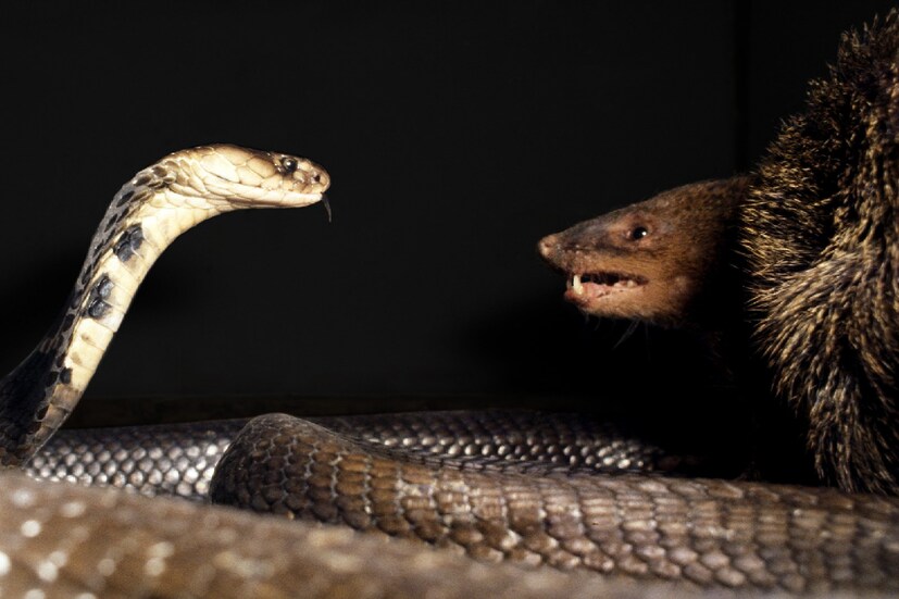 একদিকে যেমন সাপেরা বেজিদের বাচ্চাকে আক্রমণ করে, তেমনই নেউলেরও অন্যতম খাদ্য হল সাপ। তাই খুব স্বাভাবিক ভাবেই এরা একে অপরের শত্রু হতে বাধ্য৷ 