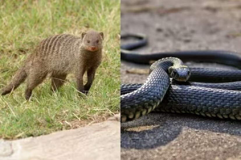 সাপ এবং নেউলের লড়াইয়ে, আসলে যেতে কে? আমাদের বাড়ির আশপাশে একটু ঝোপঝাড়, গাছপালা যুক্ত অঞ্চল থাকলে সেখানে অনায়াসেই চোখে পড়তে পারে, নেউল বা বেজি৷ যাকে ভারতীয় মঙ্গুস বলা হয়। দেখা গিয়েছে, বেশির ভাগ ক্ষেত্রে সাপ ও নেউলের লড়াইয়ে নেউলেরই জয় হয়৷