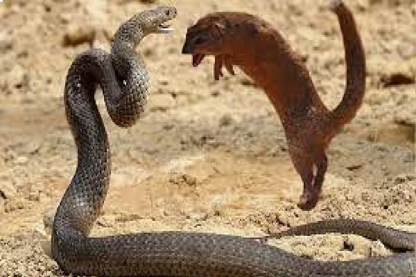 এমনকি বিশ্বের অন্যতম বিষাক্ত সাপ কিং কোবরাকেও মেরে ফেলতে পারে নেউল।