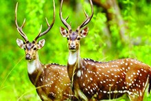 নিউটাউনের চিড়িয়াখানায় রক্তারক্তি, ভয়ঙ্কর দৃশ্য! পেটে ঢুকে গেল হরিণের সিং