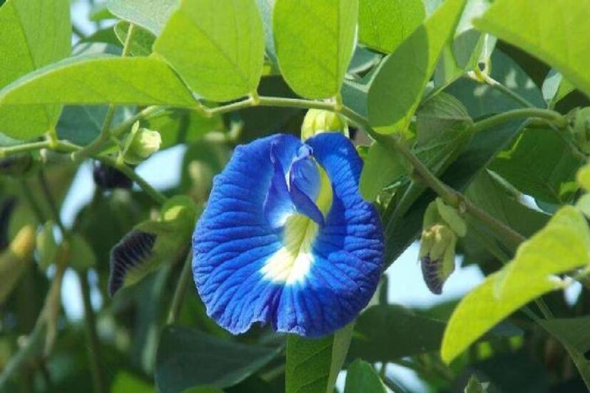 গবেষণায় দাবি, অপরাজিতার নির্যাস ফ্যাট সেল তৈরিতে বাধা দেয়৷ ফলে ওজন কমিয়ে রোগা হতে সাহায্য করে৷ তবে এ বিষয়ে আরও গবেষণা দরকার৷