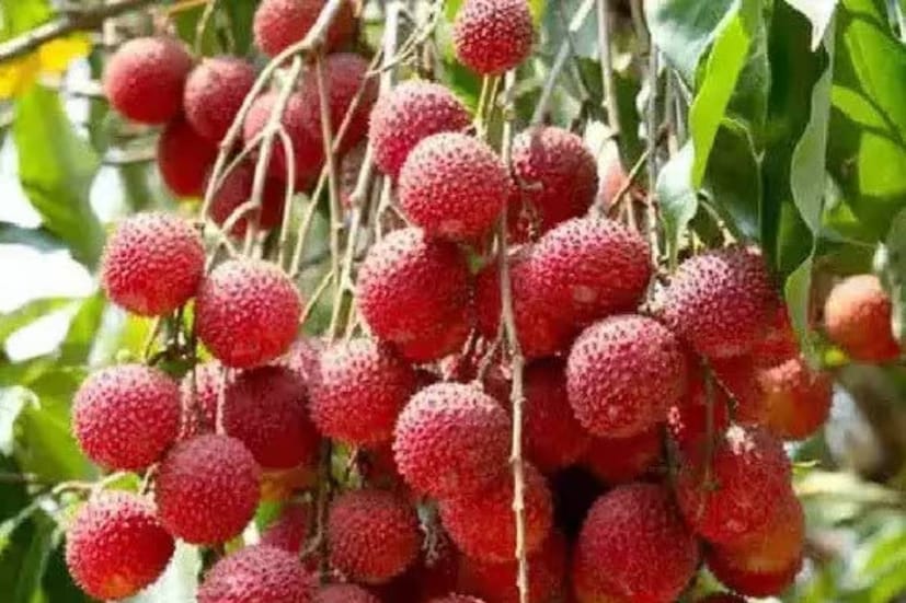 এমনকি, দৈনিক হিসেবে যোগান কম থাকলে দাম পৌঁছে যাচ্ছে ১৮০ টাকাতেও৷ বৃহস্পতিবার জামাইষষ্ঠী৷ এই তিথি তথা পার্বণে রকমারি পদের সঙ্গে মরশুমি ফল সাজিয়ে দিয়েও জামাইকে আপ্যায়ন করার রীতি৷ এ বছর দাম কমার তো কোনও লক্ষণই নেই৷