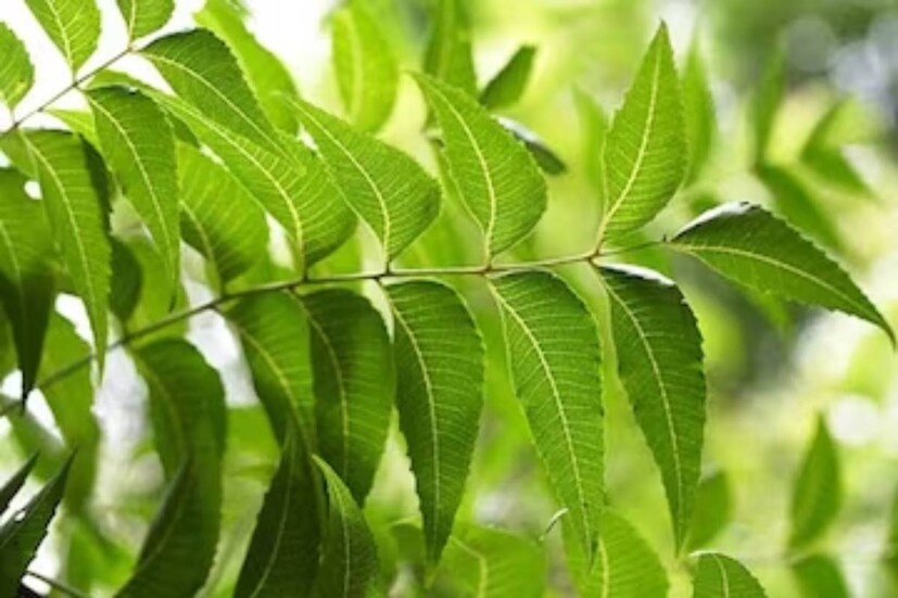 নিমপাতার মতো প্রাকৃতিক অ্যান্টিসেপ্টিক বিরল৷ এই গাছের ফুলও শুকিয়ে ব্যবহার করা হয় অ্যান্টিঅক্সিড্যান্টের উৎসহ হিসেবে৷ 