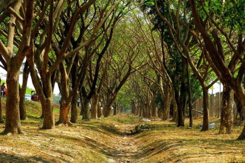 এই মুহূর্তেই বর্ষার পূর্বভাস দিতে পারছে না হাওয়া অফিস। যথাসময়েই ঝড় বৃষ্টির হবে বলেই জানিয়েছে আবহাওয়াবিদরা। ততদিন পর্যন্ত গরমের দাপট বজায় থাকবে। এখনই স্বস্তির খবর শোনাতে পারছে না আবহাওয়া দফতর।