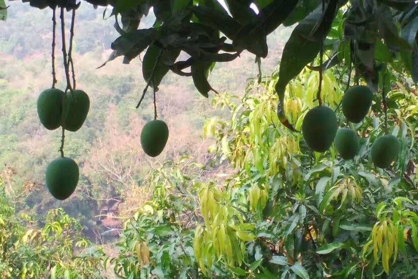 কারণ শিলাবৃষ্টিতে ব্যাপক ক্ষতি হয় আম-সহ বিভিন্ন ফসলের ফলনে৷ তাই বর্ষণে হাসিমুখ ফিরলেও শিলাবৃষ্টি চাইছেন না কৃষকরা৷ 