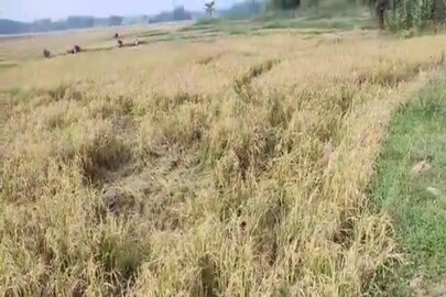 ধানজমিতে দেহ উদ্ধার
