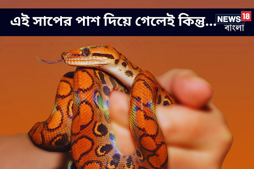 সাপ দেখে ভয় পান না, এমন মানুষ খুব কম রয়েছেন। কিন্তু সব সাপ যে বিষধর এমনটাও নয়। (প্রতীকী ছবি, সৌজন্যে pixabay)