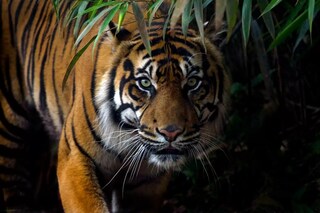  রয়্যাল বেঙ্গল বাঘ (ফাইল ছবি)