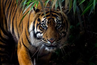  রয়্যাল বেঙ্গল বাঘ (ফাইল ছবি)