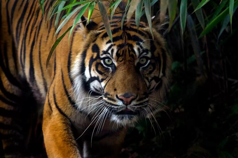 ভারতে বাঘের জনসংখ্যা হ্রাসের কারণে ১৯৭৩ সালে টাইগার প্রজেক্ট শুরু হওয়ার পর ভারত সরকার রয়েল বেঙ্গল টাইগারকে জাতীয় পশু হিসেবে ঘোষণা করে।