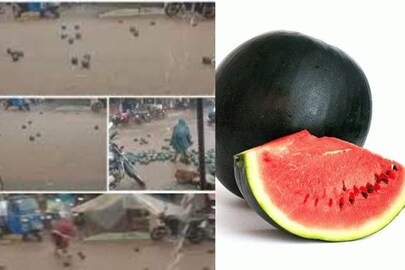 রাস্তায় ভাসছে তরমুজ! গরমের সেরা ফলের এমন দশার কেন হল? জানুন