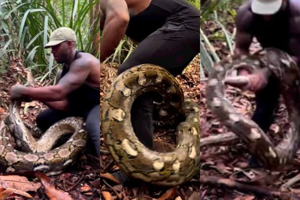 Giant Python Attack Viral Video: ভয়ানক! ভরা জঙ্গলে হিংস্র পাইথনের হামলা, জাপটে ধরল যুবককে ...