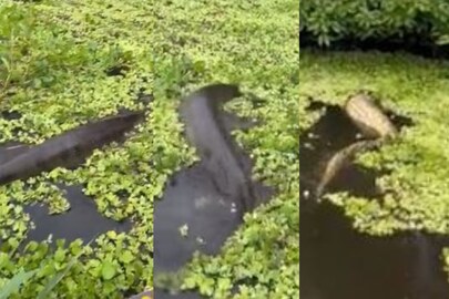 জলের মধ্যে বিরাট বড় ওটা আবার কী