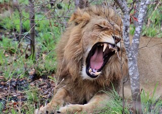 সিংহের ছবি। (সৌজন্যে-pixabay)