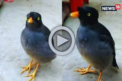 কথা বলা শালিক পাখি ঝড়ের গতিতে ভাইরাল!