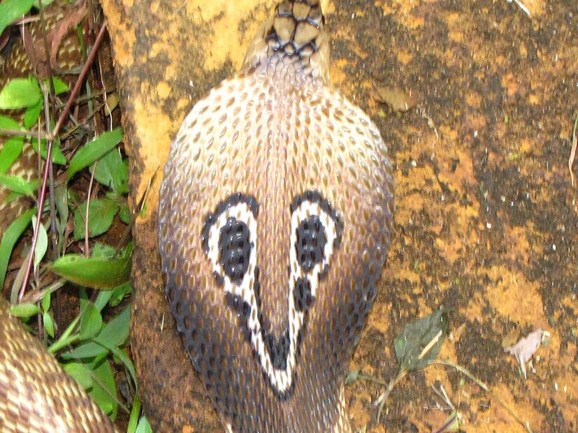  নায়া নায়া--এটি কোবরা বা গোখরো প্রজাতির সাপ, এর বৈজ্ঞানিক নাম নায়া নায়া। এটি স্থলভূমির সাপ, এবং এর ফণায় চশমার মত দুটি বলয় থাকে।