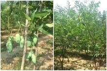তীব্র গরমেও বাগানে শোভা পাচ্ছে টাটকা সবুজ ফল-সবজি! পুরুলিয়ার যুবকের কীর্তি