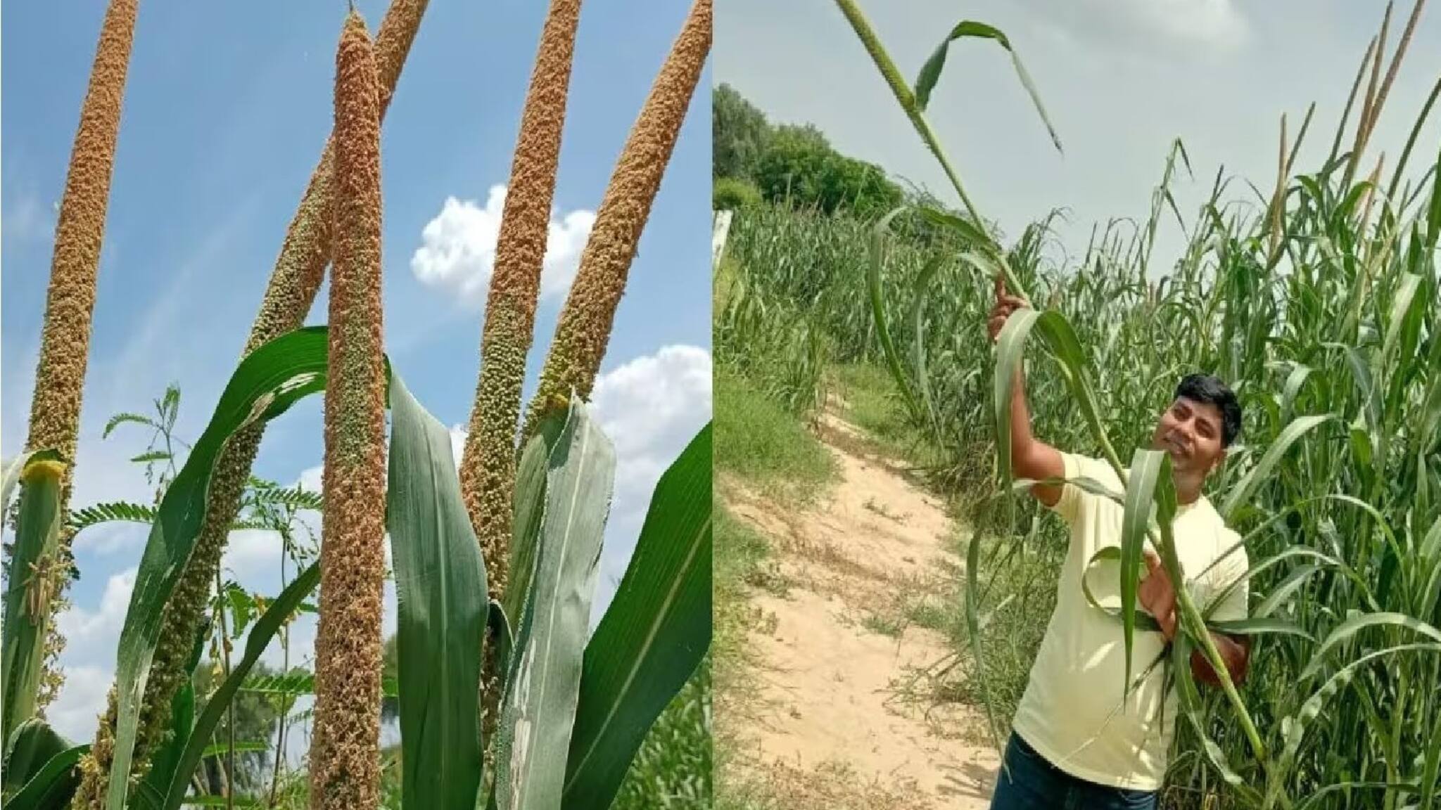 New Business Idea|| ৪ ফুট লম্বা দানার 'এই' ফসল ফলিয়ে কৃষকের ঘরে এল লক্ষ লক্ষ টাকা! কীভাবে জানুন আপনিও