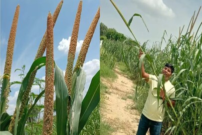 বাজরা