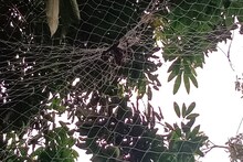নাইলনের নেটে ঘিরেছে লিচু বাগান, তাতে আটকে মৃত্যু বিলুপ্তপ্রায় বাদুড়ের