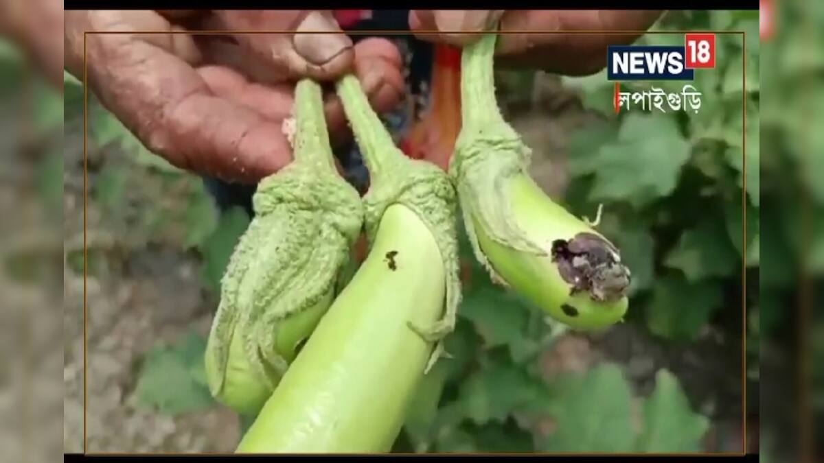 Hail and insect damage to eggplant cultivation! Farmers in trouble ...
