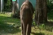 মা'কে হারিয়ে টলমল পায়ে একা একাই জঙ্গলে ঘুরছিল ছোট্ট দামাল! দেখেই সে কী আদর