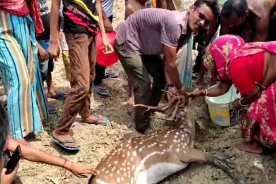 মৃত হরিণ