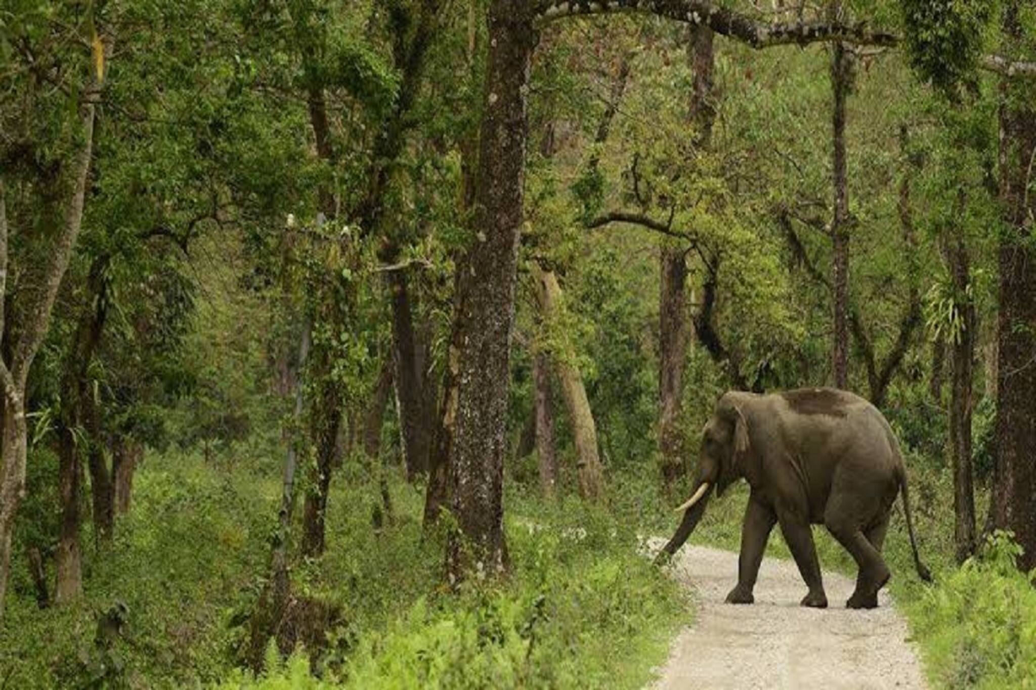 উত্তরে ফের হাতির হানায় মৃত্যু! এ বছর তাণ্ডব যেন থামছে না
