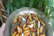 পোকা থেকে তৈরি হয় এই সুস্বাদু খাবার! আপনিও সহজেই বাড়িতে বানাতে পারবেন