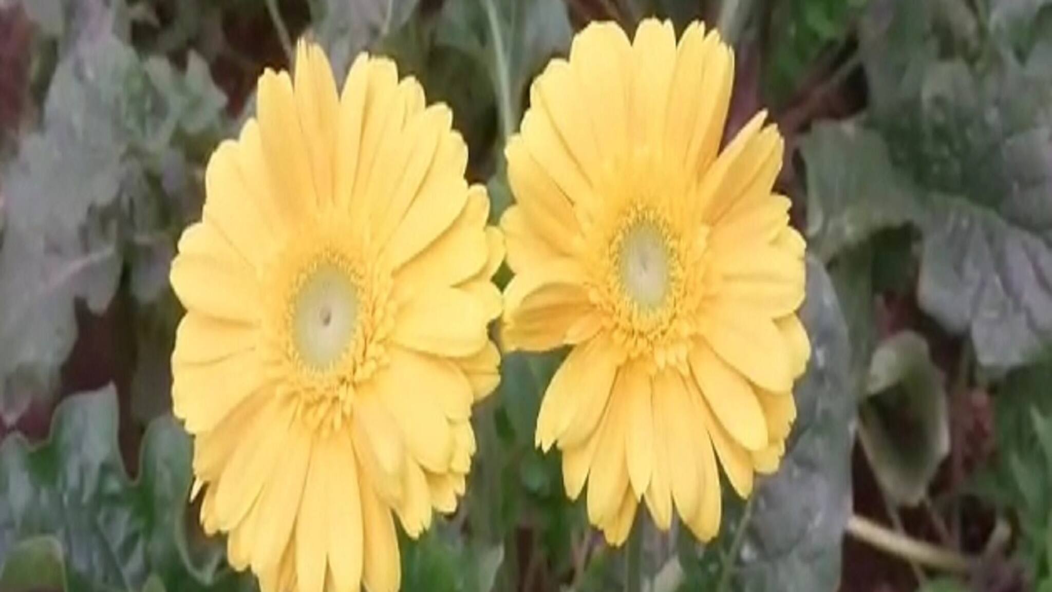 Siliguri News: ভিনরাজ্যে ফুল রফতানি করে চমক শিলিগুড়ির ফুল ব্যবসায়ীর! আশার আলো দেখছেন কৃষকরা