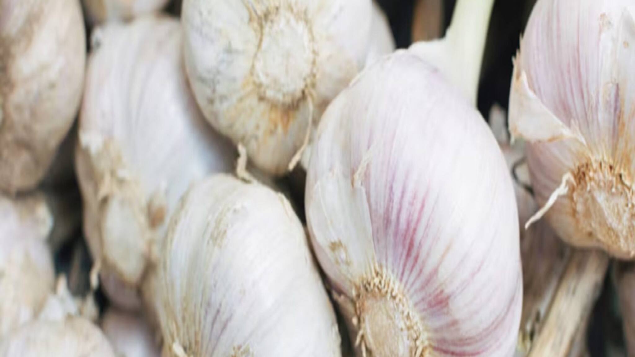 রসুনের অনেক গুণ; কৃষকের আয় হতে পারে ১০ লক্ষ টাকা পর্যন্ত! দেখে নিন কীভাবে !