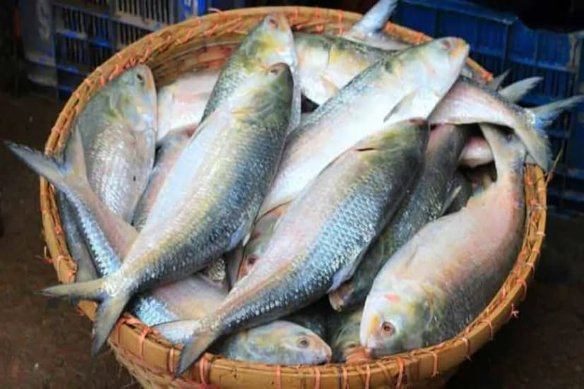 বেহালা, ঠাকুরপুকুর, টালিগঞ্জ, করুণাময়ী, কসবা এবং এমনকি মানিকতলার মতো এলাকায় সস্তা ইলিশ মাছ দেখে চোখ কপালে উঠেছে সাধারণ মধ্যবিত্ত মানুষের।
