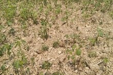 অতি গরমের ধাক্কায় বেহাল হতে পারে পাট শিল্প