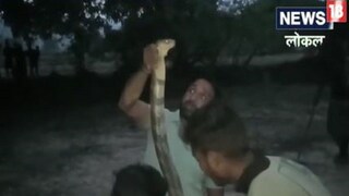 ১৪ ফুটের ময়াল পেঁচিয়ে রয়েছে আমগাছে! তারপর... দেখুন হাড়হিম করা ভিডিও