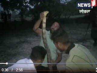 ১৪ ফুটের ময়াল পেঁচিয়ে রয়েছে আমগাছে! তারপর... দেখুন হাড়হিম করা ভিডিও