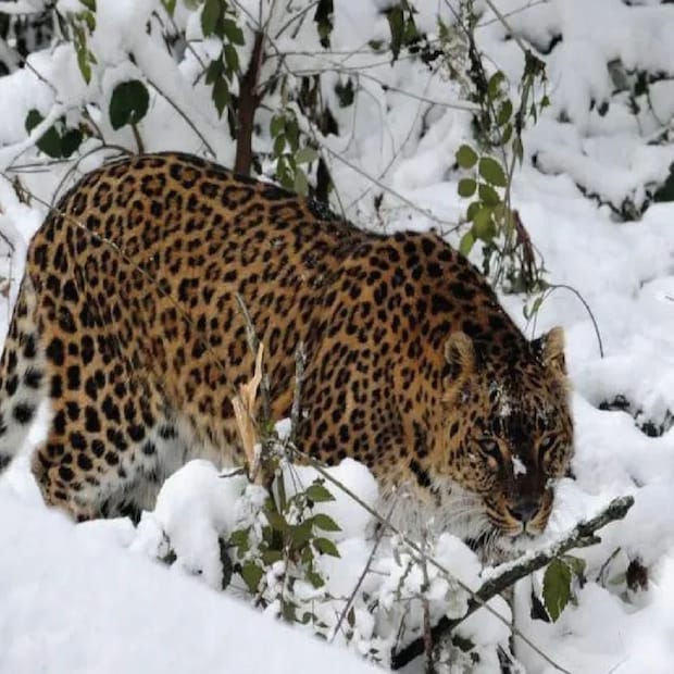 স্নো লেপার্ডরা কোথায় থাকে, কীভাবে বংশবিস্তার করে, এসব জানার জন্য সরকার ২০২১ সালে একটি প্রোজেক্ট শুরু করেছিল। 