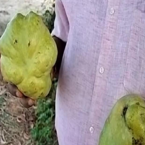 বর্তমানে উদুপির এই আমের ছবিই সোশ্যাল মিডিয়ায় ছড়িয়ে পড়েছে। অনেকেই মজা করে বলছেন যে, “এ যেন একেবারে অপটিক্যাল ইলিউশনের চ্যালেঞ্জ।” কেউ কেউ আবার বলছেন যে, “আম না কি বেগুন? মাত্র ১০ সেকেন্ডের মধ্যে বলতে পারলেই আপনি জিনিয়াস।”
