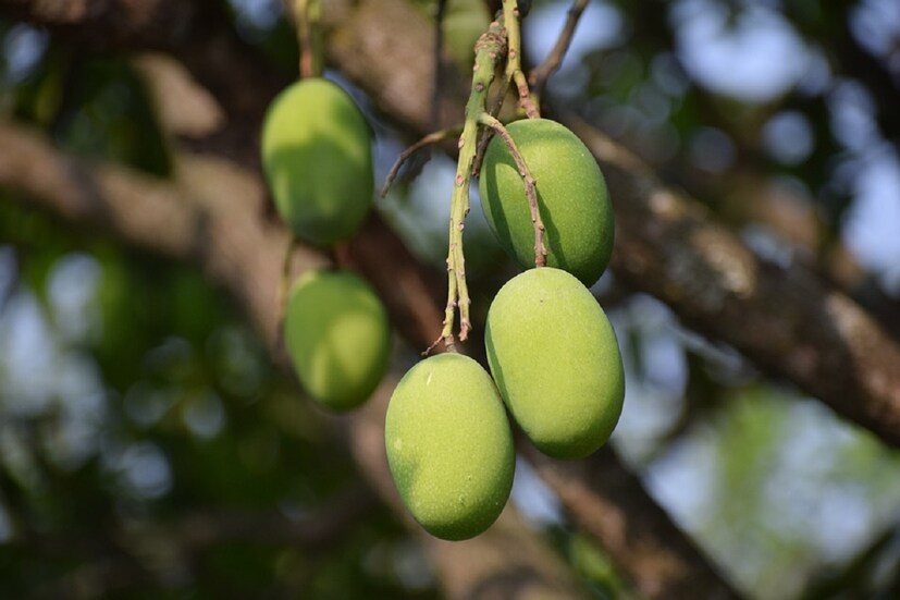 কলকাতা: আমকে ফলের রাজা বলা হয়৷ গরমকালে গরম অসহ্য হলেও এই আমের জন্য সকলেই এই গরমকালের অপেক্ষায় থাকেন বহু মানুষ৷ এই মরশুমে সকলেই আমের স্বাদ নিতে চান। বাজারে যে আম পাওয়া যায় তা পাকাতে প্রচুর কেমিক্যাল ব্যবহার করা হয়। এমন পরিস্থিতিতে  কেমিক্যালযুক্ত আম খাওয়া আপনার স্বাস্থ্যের জন্য ক্ষতিকর হতে পারে।