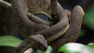 মর্নিং ওয়াকে গিয়ে সাপ 