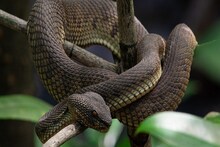 Snake: মর্নিং ওয়াকে বেরিয়ে চক্ষু চড়কগাছ, পায়ের কাছে ওটা কী নড়ছে, ভয়ানক