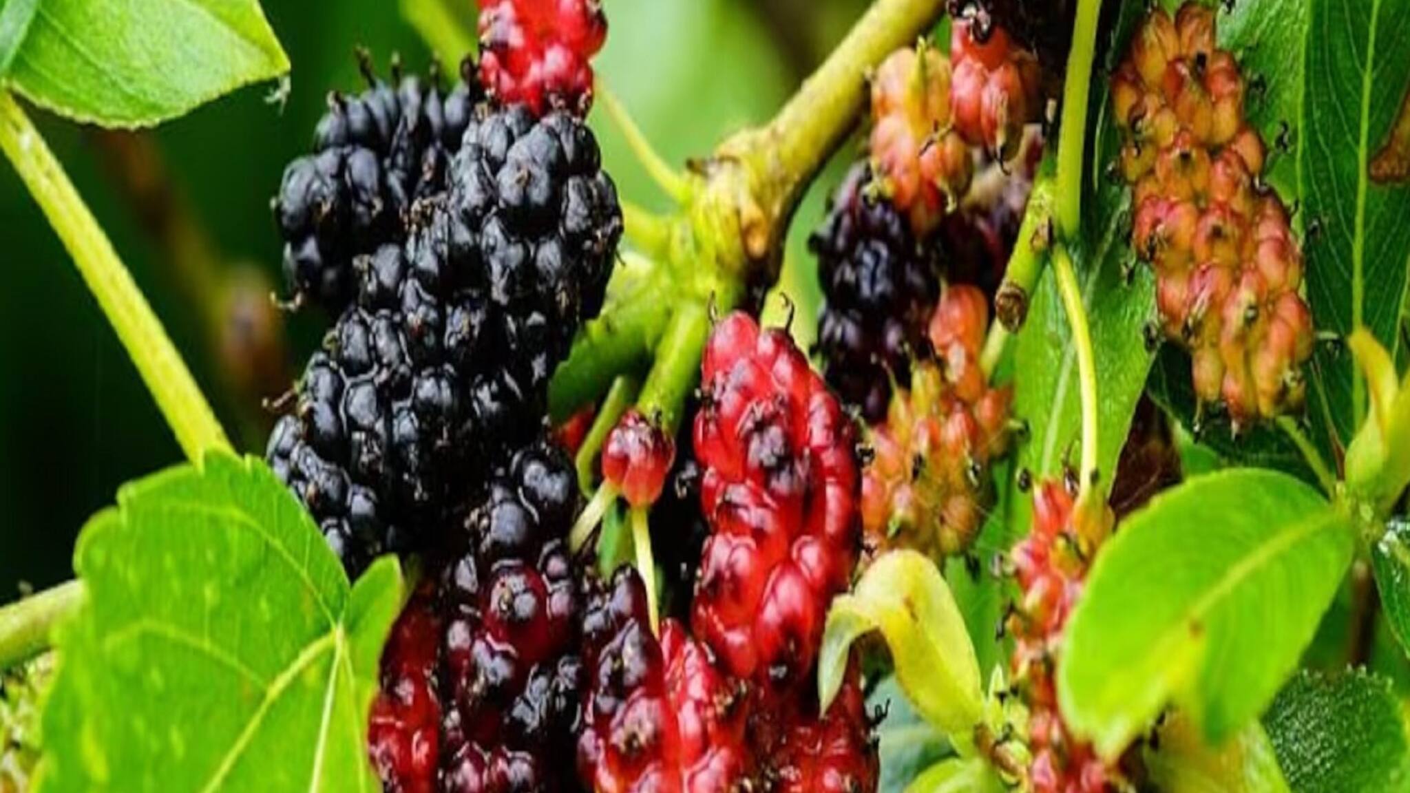 চাষ করে আয় ২০ লক্ষ টাকা! পশ্চিমবঙ্গ থেকে গাছ নিয়ে গিয়ে ধনবান রাজস্থানের যুবক!