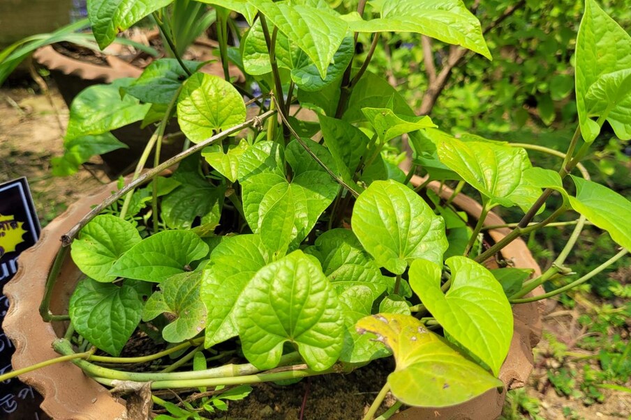  বাংলার গৃহস্থের আনাচে কানাচে অযত্নে বড় হয় একাধিক গাছ। তার মধ্যে বেশ কিছু গাছ ভেষজ গুনাগুন সমৃদ্ধ। বাংলাদেশের পাশাপাশি পশ্চিমবঙ্গের বিভিন্ন প্রত্যন্ত এলাকায় দেখা যায় পিপুল (Piper Longum) নামে উদ্ভিদের।