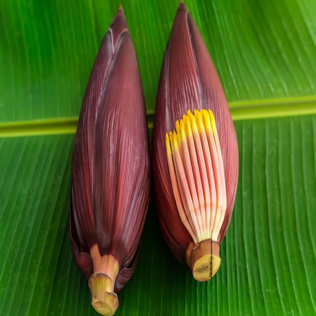 কলার ফুলকে মোচা বলা হয়। স্বাদের পাশপাশি এই মোচার রয়েছে একাধিক স্বাস্থ্য উপকারিতা। শারীরিক থেকে শুরু করে মানসিক, সব ক্ষেত্রেই প্রভাব ফেলে এই মোচা। মোচার মধ্যে রয়েছে ভিটামিন সি, এ, ই, ফাইবার এবং পটাসিয়াম, যা স্বাস্থ্যকর পুষ্টির উৎস। তাহলে চলুন জানা যাক, আপনার স্বাস্থ্যে কী ভূমিকা পালন করে মোচার।