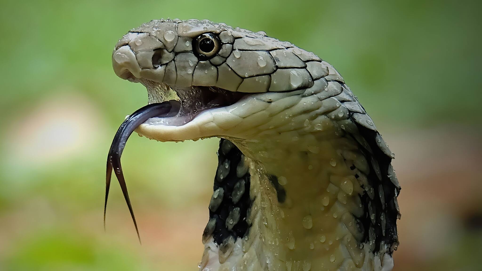 Knowledgeable Snake Knowledge Story: বলুন তো কোন গাছ লাগালে সাপ আসে না? ভয়ে পিছিয়ে যায় ...