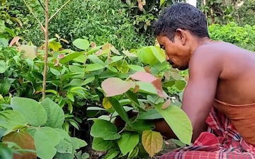 রুটি