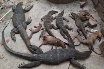 পাঁচটি