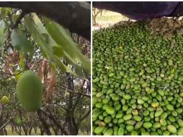 সেঁচের