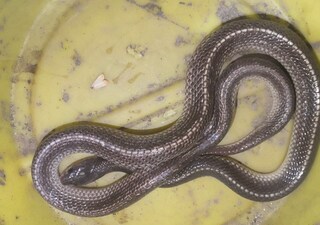 কৃষ্ণ কালাচ কৃষ্ণ কালাচ