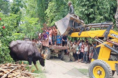 লোকালয়ে বাইসনের দাপট