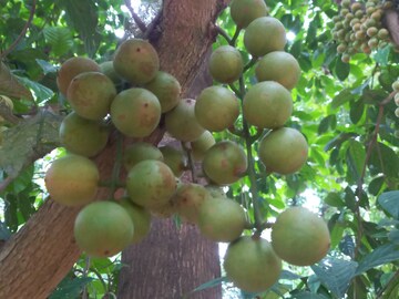 লটকন
